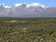 The vegetation at elevation of over 4000m, Puna vegetation and Vicuñas, in the background Nevada Chanchani.