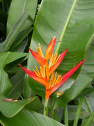Beautiful flowers of the jungle: Heliconia