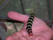 A huge caterpillar, bred at the butterfly