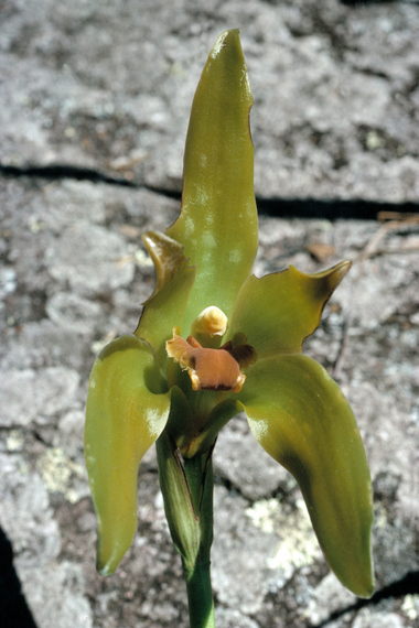 Lycastegigantean, soil orchid, Machu Picchu