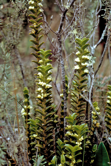 Pachyphyllum spec.,  soil orchid, Calla Calla